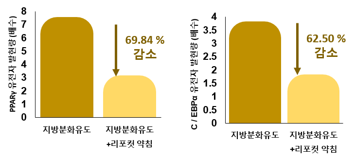 PPARγ 69.84% 감소, C/EBPα 62.50% 감소 막대그래프